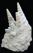 Fossil Gastropod (Haustator) Cluster - Damery, France #22209-1